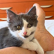 Pearl joined the competition — help win amazing prizes! animal, cat, closeup, curious, dresser, eyes, feline, foot, fur, furniture, gray, human, indoor, kitten, leg, paw, pet, skin, whiskers, white