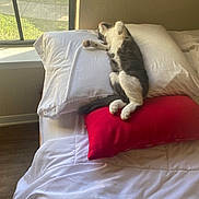 Pearl is registered to the contest to win money with this photo: cat, pillow, red_cushion, bed, white_bedding, window, sunlight, indoor, resting, sleeping, pet, feline, relaxation, cozy, fur, domestic_animal, home, comfort, nap, peaceful