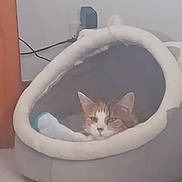 Caramel participe au concours pour gagner de l'argent avec cette photo : animal, cable, cat, cozy, cute, domestic, ears, face, fur, furniture, gray, indoor, pet_bed, plug, relaxed, resting, sleepy, soft, wall, white