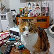 Caramel a rejoint le concours — aidez-le/la à gagner de superbes lots ! cat, calico_cat, pet, table, remote_control, household_items, television, furniture, room, indoor, curious, clutter, pet_bed, cords, flower_vase, drawer, wooden_table, domestic, animal, fur
