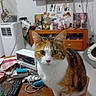 cat, calico_cat, pet, table, remote_control, household_items, television, furniture, room, indoor, curious, clutter, pet_bed, cords, flower_vase, drawer, wooden_table, domestic, animal, fur