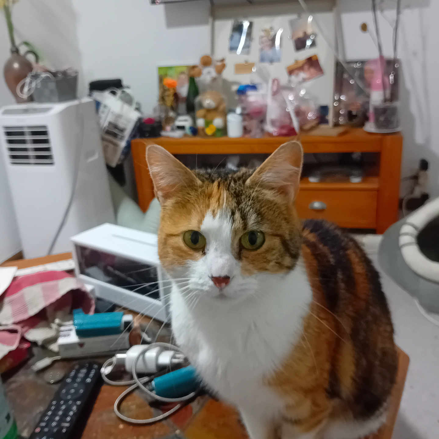 Caramel a rejoint le concours — aidez-le/la à gagner de superbes lots ! cat, calico_cat, pet, table, remote_control, household_items, television, furniture, room, indoor, curious, clutter, pet_bed, cords, flower_vase, drawer, wooden_table, domestic, animal, fur