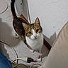 animal, cable, cat, curiosity, curious, domestic, ears, feline, floor, heater, home, indoor, looking_up, pet, plug, tabby, tail, wall, whiskers, white