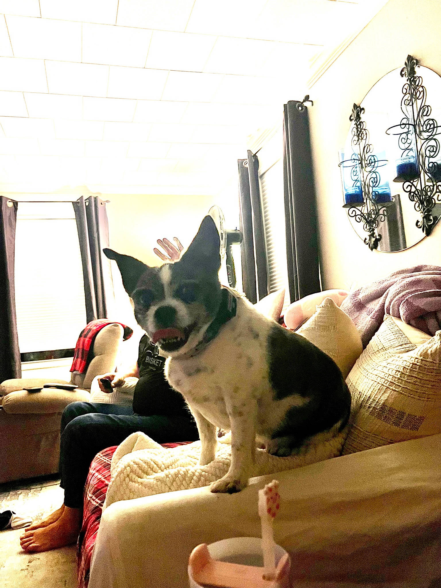 Biscuit is registered to the contest to win money with this photo: boston_terrier, canidae, carnivore, comfort, companion_dog, couch, curtain, dog, dog_breed, fawn, houseplant, interior_design, living_room, picture_frame, room, sitting, sporting_group, tints_and_shades, window, working_animal