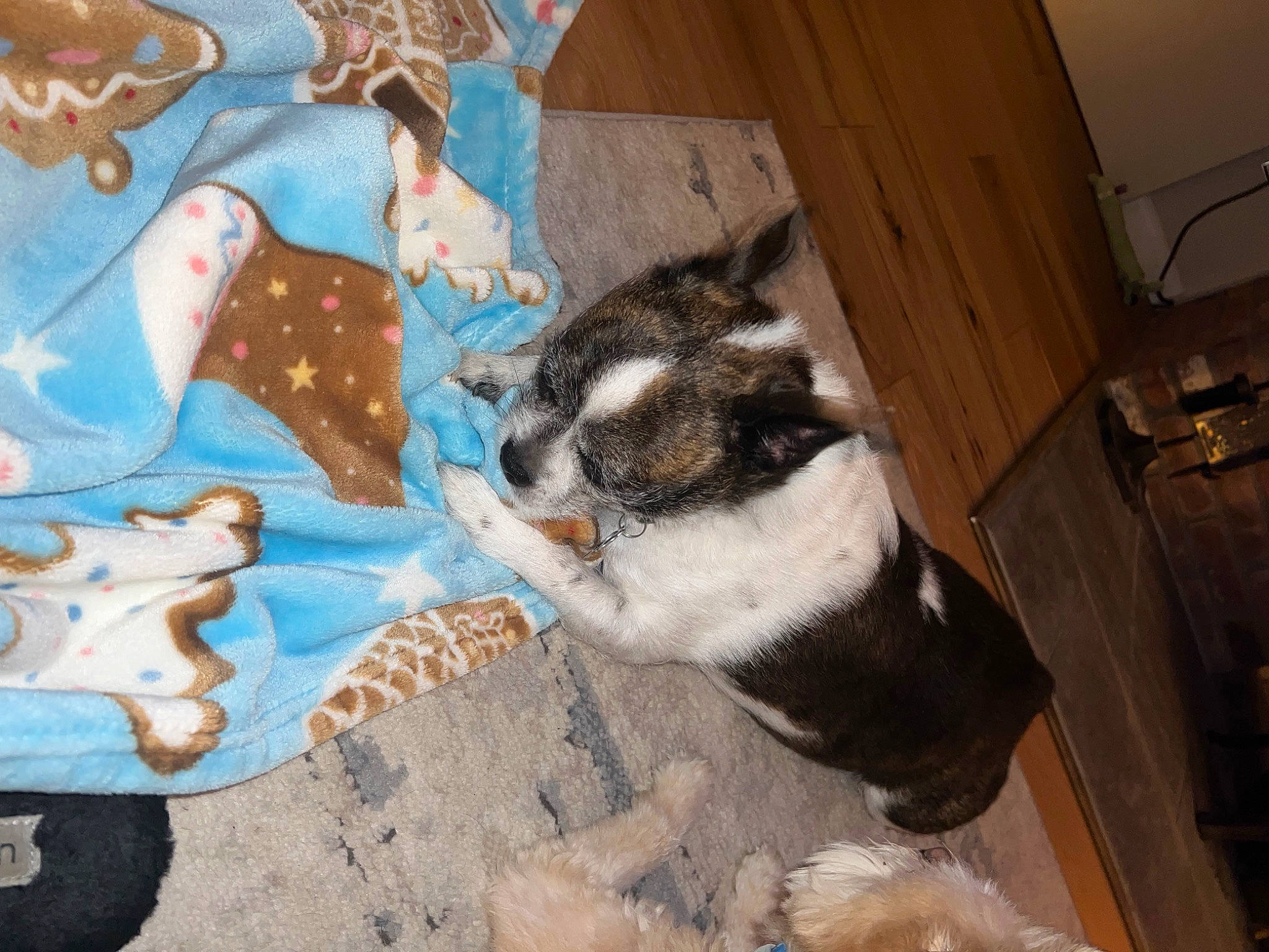 Biscuit is registered to the contest to win money with this photo: art, brown, cat, comfort, companion_dog, dog_breed, domestic_short_haired_cat, fawn, felidae, flooring, fur, hardwood, human_leg, linens, pattern, paw, small_to_medium_sized_cats, tail, whiskers, wood