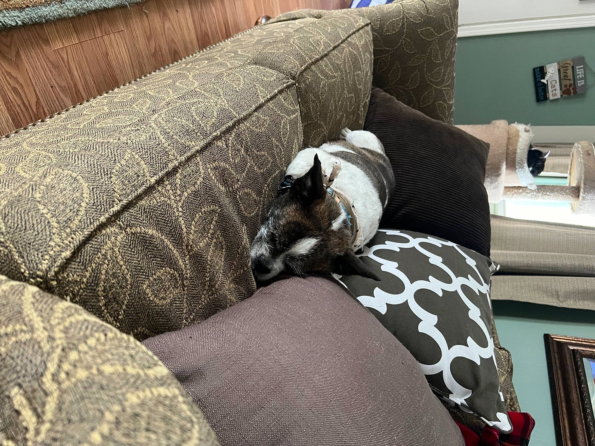 Biscuit joined the competition — help win amazing prizes! bedding, bedroom, carnivore, comfort, companion_dog, couch, dog, dog_breed, felidae, floor, flooring, grey, hardwood, linens, living_room, small_to_medium_sized_cats, studio_couch, textile, window, wood