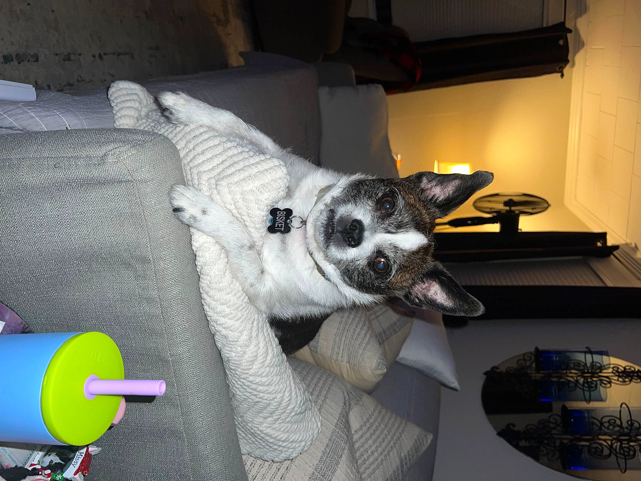 Biscuit is registered to the contest to win money with this photo: bone, canidae, carnivore, comfort, companion_dog, couch, dog, dog_breed, dog_supply, felidae, fur, linens, non_sporting_group, paw, room, small_to_medium_sized_cats, snout, sporting_group, whiskers, working_animal