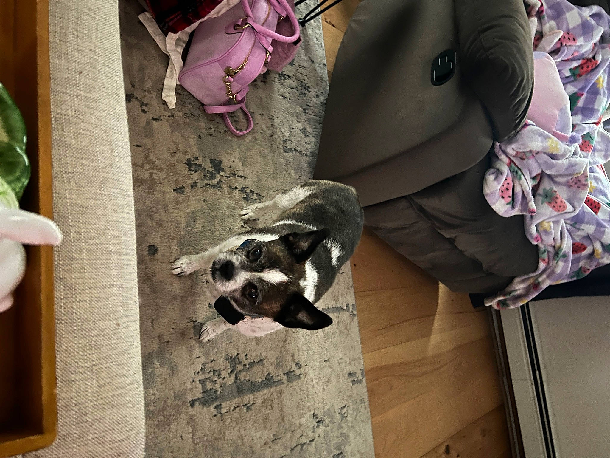 Biscuit joined the competition — help win amazing prizes! art, bag, carmine, carnivore, companion_dog, dog, dog_breed, eyewear, fashion_accessory, linens, magenta, pattern, plant, shadow, tints_and_shades, visual_arts, wood