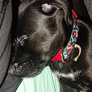 Nova is registered to the contest to win money with this photo: puppy, dog, sleeping, black_fur, collar, colorful, close_up, pet, animal, resting, cute, peaceful, indoor, fur, young, canine, domestic_animal, laying_down, soft, adorable