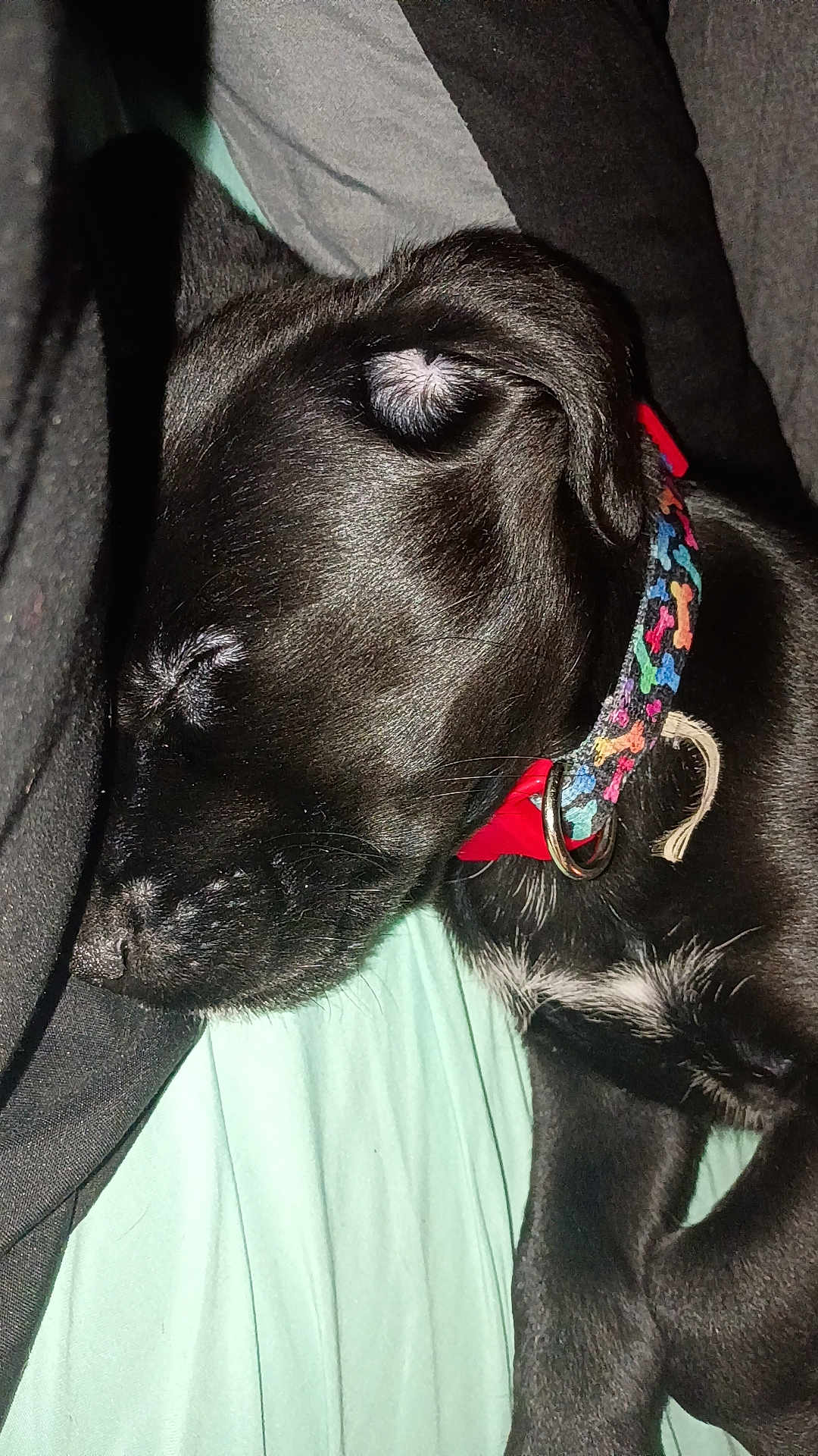 Nova is registered to the contest to win money with this photo: puppy, dog, sleeping, black_fur, collar, colorful, close_up, pet, animal, resting, cute, peaceful, indoor, fur, young, canine, domestic_animal, laying_down, soft, adorable