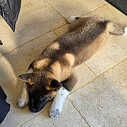 Atom participe au concours pour gagner de l'argent avec cette photo : dog, puppy, lying_down, tile_floor, mop, coat, doormat, indoor, sleeping, paws, fur, brown, black, white, pet, relaxed, floor_tiles, head, adorable, entrance