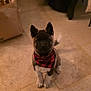 Atom participe au concours pour gagner de l'argent avec cette photo : dog, puppy, bandana, plaid, red_bandana, sitting, tile_floor, indoor, ears, paws, pet, looking_at_camera, adorable, black_and_white_fur, face, nose, tail, paper_bag, furniture, warm_lighting