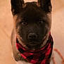 dog, puppy, bandana, plaid, portrait, close_up, looking_up, ears, eyes, nose, fur, indoor, tile_floor, leash, sitting, adorable, young_dog, pet, cozy, red_black