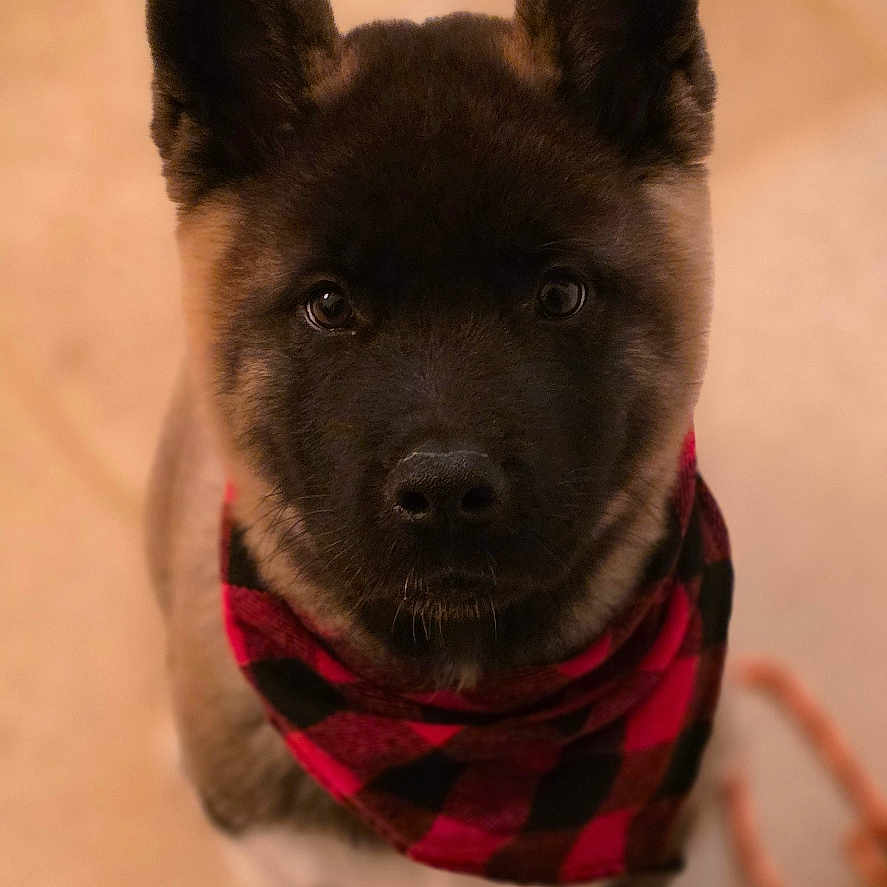 Atom a rejoint le concours — aidez-le/la à gagner de superbes lots ! adorable, bandana, close_up, cozy, dog, ears, eyes, fur, indoor, leash, looking_up, nose, pet, plaid, portrait, puppy, red_black, sitting, tile_floor, young_dog