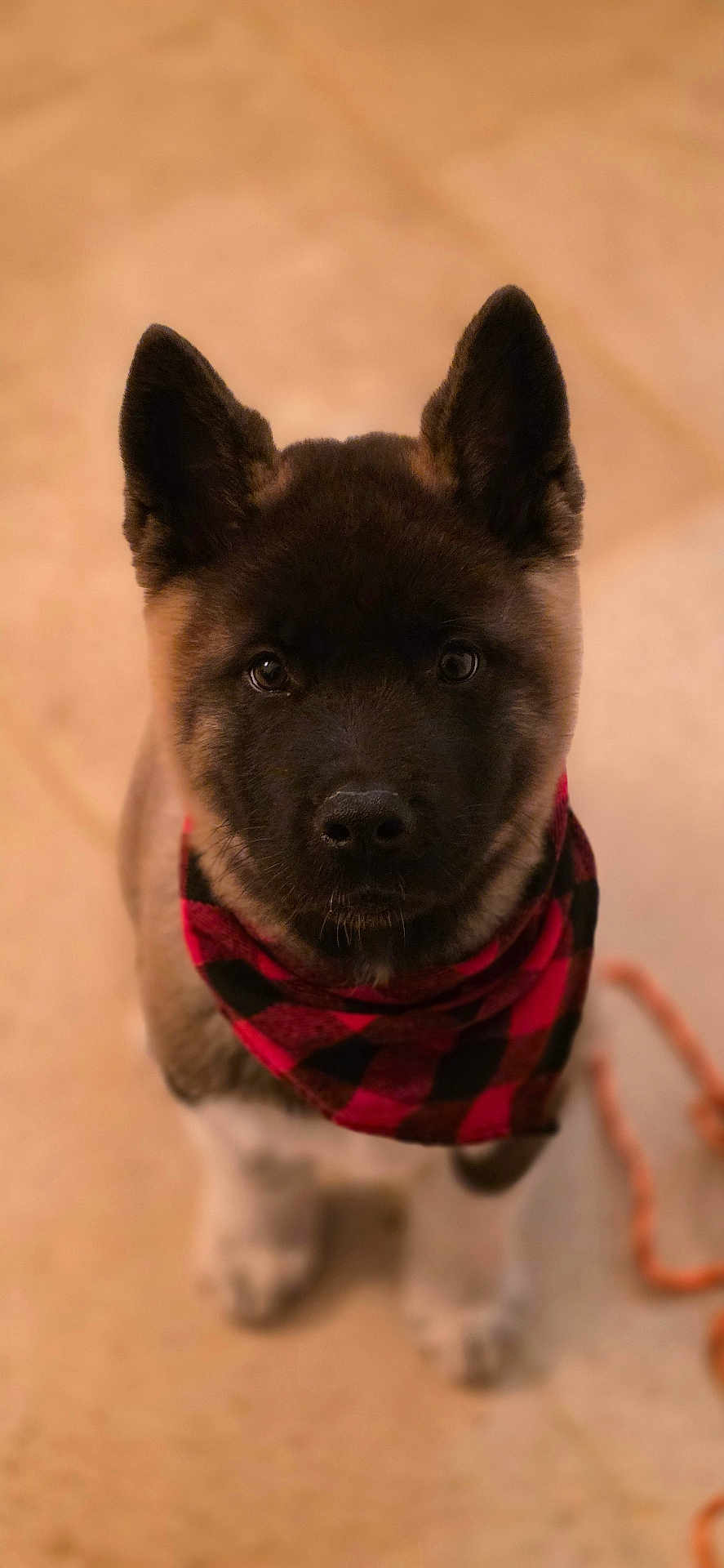 Atom a rejoint le concours — aidez-le/la à gagner de superbes lots ! dog, puppy, bandana, plaid, portrait, close_up, looking_up, ears, eyes, nose, fur, indoor, tile_floor, leash, sitting, adorable, young_dog, pet, cozy, red_black