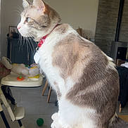 Turbo a rejoint le concours — aidez-le/la à gagner de superbes lots ! ball, calm, cat, collar, curiosity, domestic_cat, feline, fur, highchair, home_interior, indoor, pet, profile, sitting, table_edge, tag, toy, whiskers, window_light, wood_table