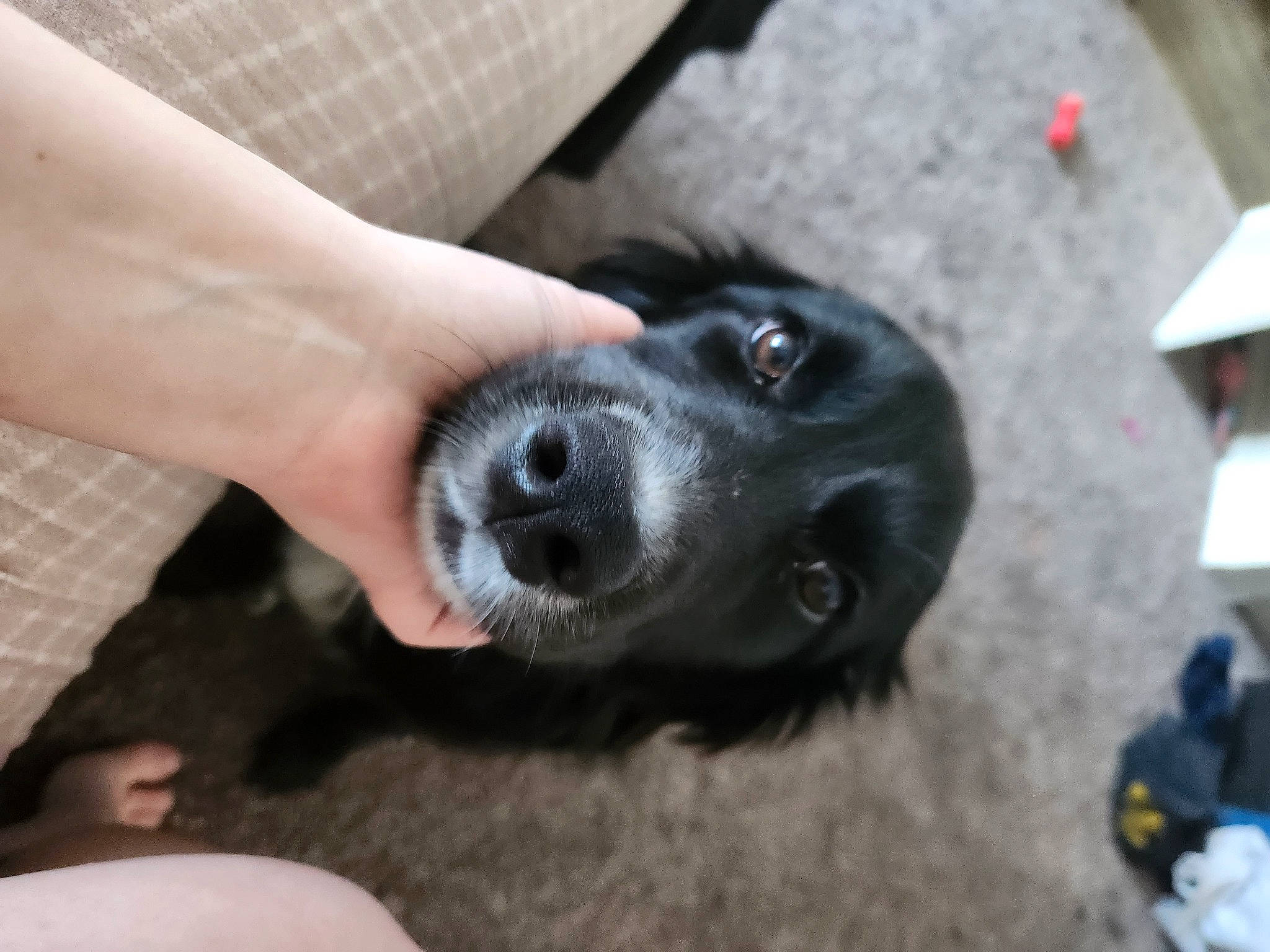 Bunny is registered to the contest to win money with this photo: borador, canidae, carnivore, collar, companion_dog, dog, dog_breed, electric_blue, flooring, foot, fur, nail, non_sporting_group, paw, snout, sporting_group, whiskers, working_animal, wrist