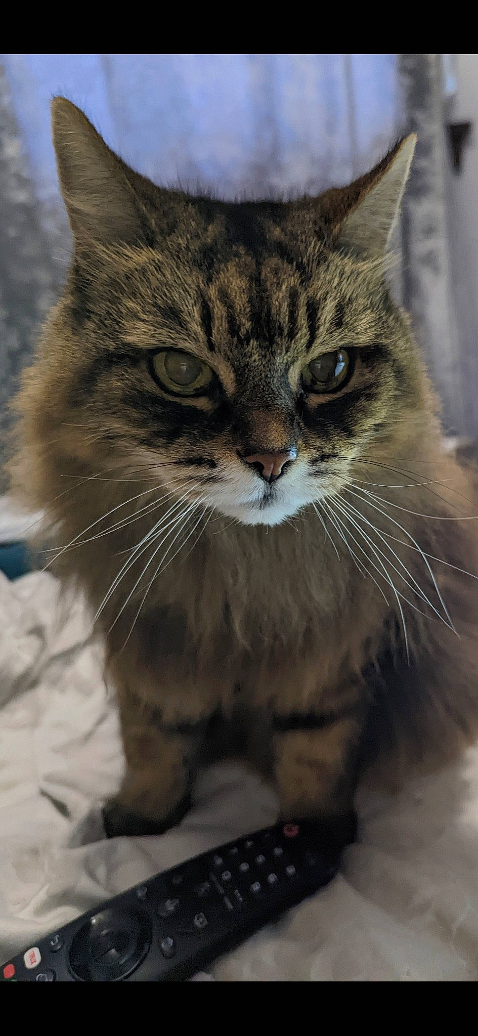 Jynx joined the competition — help win amazing prizes! carnivore, cat, claw, domestic_short_haired_cat, fawn, felidae, fur, paw, small_to_medium_sized_cats, snout, tail, terrestrial_animal, tree, whiskers, wildlife, window