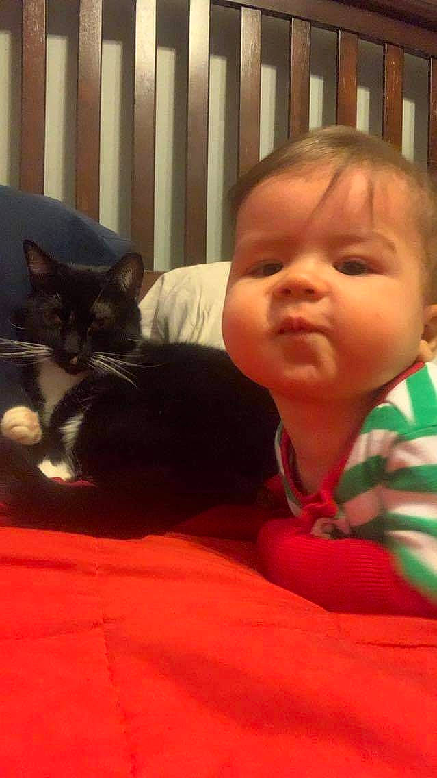 Sheamus is registered to the contest to win money with this photo: baby, baby_toddler_clothing, beauty, carnivore, cat, cheek, comfort, ear, eye, facial_expression, felidae, head, iris, mammal, mouth, nose, person, small_to_medium_sized_cats, toddler, vertebrate