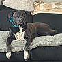 Diesel joined the competition — help win amazing prizes! attentive, black_dog, blanket, blue_collar, canine, collar, couch, dog, fur, furniture, indoor, living_room, lying_down, paws, pet, pillow, portrait, relaxed, resting, white_paws