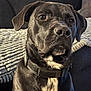 Diesel is registered to the contest to win money with this photo: black_dog, blanket, brown_eyes, canine, close_up, collar, companion, couch, dog, domestic_animal, floppy_ears, home_interior, indoor, pet, portrait, shiny_coat, sitting, snout, texture, whiskers