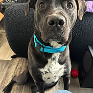 Diesel joined the competition — help win amazing prizes! adorable, attentive, black_dog, brown_eyes, chest_patch, close_up, couch, dog, front_leg, human_leg, indoor, nose, paw, pet, portrait, red_ball, sitting, teal_collar, white_chest, wooden_floor