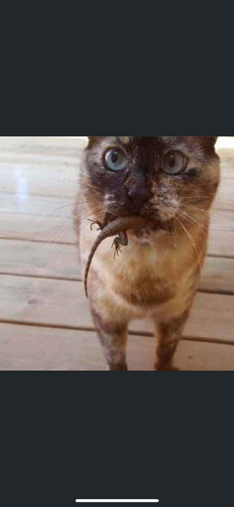 Meko joined the competition — help win amazing prizes! carnivore, cat, domestic_short_haired_cat, fawn, felidae, flooring, fur, glasses, hardwood, photo_caption, plant, rectangle, selfie, small_to_medium_sized_cats, tail, terrestrial_animal, whiskers, wildlife, window, wood