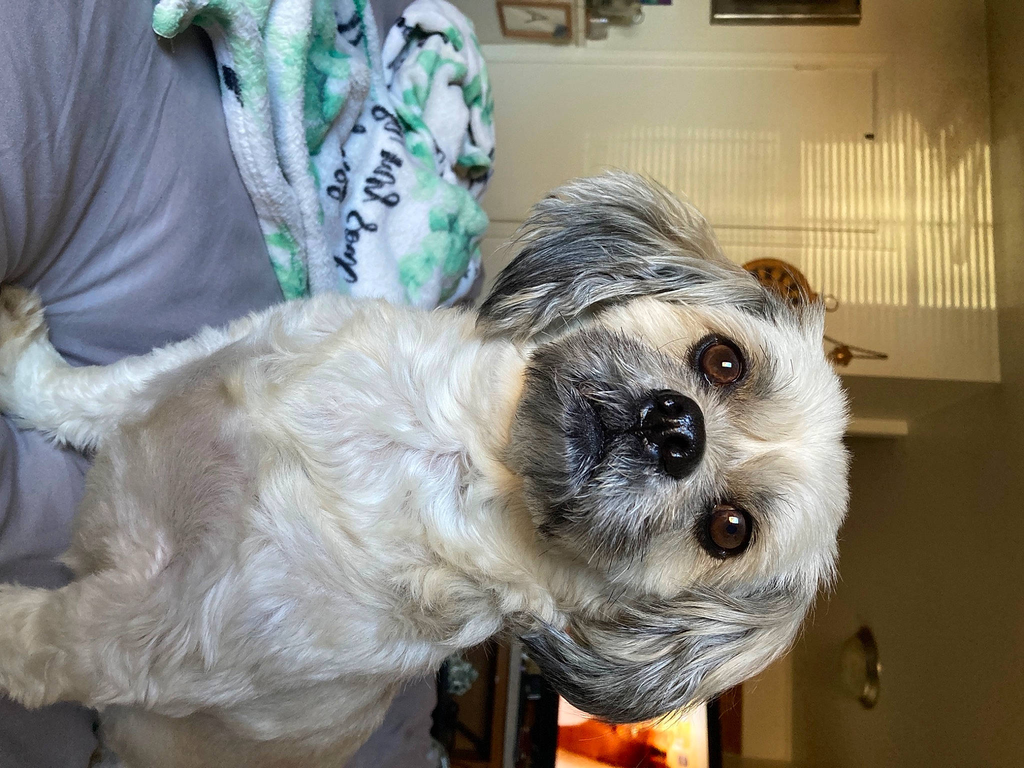 Murphy is registered to the contest to win money with this photo: canidae, carnivore, companion_dog, dog, dog_breed, dog_clothes, dog_collar, dog_supply, fawn, fur, non_sporting_group, pet_supply, puppy, sleeve, small_terrier, snout, sporting_group, terrier, toy_dog, working_animal