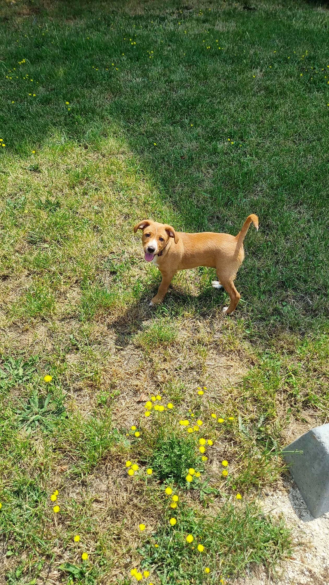 Stich participe au concours pour gagner de l'argent avec cette photo : art, canidae, carnivore, companion_dog, dog, dog_breed, fawn, flower, grass, grassland, groundcover, herbaceous_plant, non_sporting_group, pasture, plant, prairie, sporting_group, tail, terrestrial_animal, toy