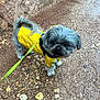 dog, small_dog, raincoat, yellow_clothing, leash, outdoor, path, stone_wall, wet_ground, curious, pet, animal, fur, walking, weather, rainy_day, pavement, side_view, close_up, companion