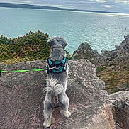 Nesquik a rejoint le concours — aidez-le/la à gagner de superbes lots ! dog, rock, sea, water, sky, clouds, harness, leash, outdoor, nature, coast, cliff, greenery, pet, canine, walking, view, landscape, adventure, exploration