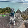 dog, rock, sea, water, sky, clouds, harness, leash, outdoor, nature, coast, cliff, greenery, pet, canine, walking, view, landscape, adventure, exploration