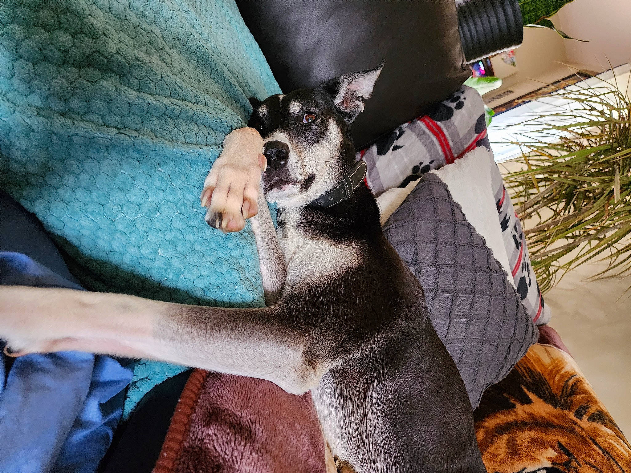 Alaska a rejoint le concours — aidez-le/la à gagner de superbes lots ! canidae, carnivore, comfort, companion_dog, couch, dog, dog_breed, dog_supply, fawn, felidae, fur, gesture, linens, pattern, paw, small_to_medium_sized_cats, sporting_group, toy_dog, whiskers, working_animal