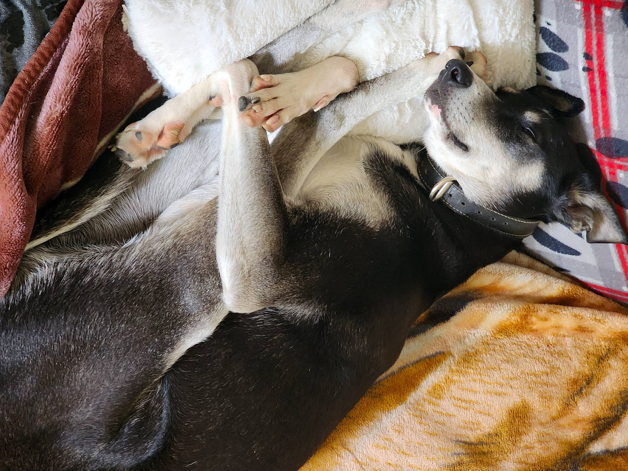 Alaska participe au concours pour gagner de l'argent avec cette photo : art, canidae, carnivore, comfort, companion_dog, dog, dog_breed, fawn, felidae, fur, grey, guard_dog, linens, nap, sighthound, small_to_medium_sized_cats, snout, sporting_group, whiskers, working_animal