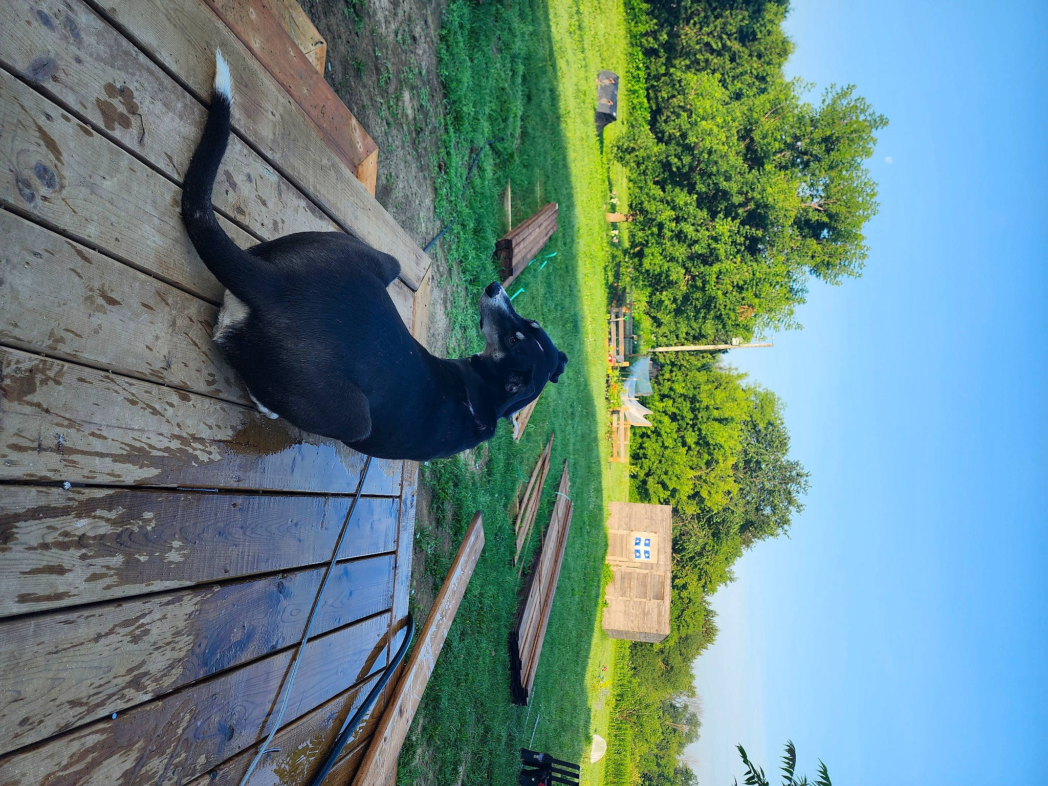 Alaska participe au concours pour gagner de l'argent avec cette photo : dog, grass, landscape, plant, pole, reflection, shadow, shrub, sky, slope, street_light, tail, tire, tree, trunk, water, wood, working_animal