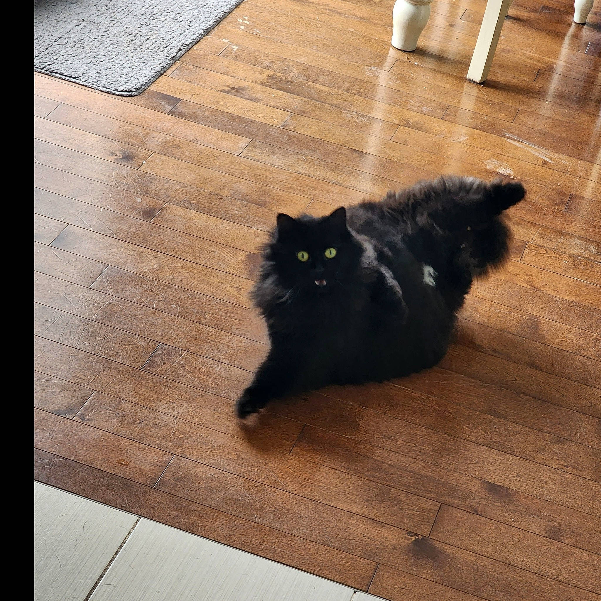 Luna participe au concours pour gagner de l'argent avec cette photo : bombay, carnivore, cat, domestic_short_haired_cat, felidae, floor, flooring, fur, grey, hardwood, laminate_flooring, plant, rectangle, road_surface, small_to_medium_sized_cats, tail, tints_and_shades, whiskers, wood, wood_stain