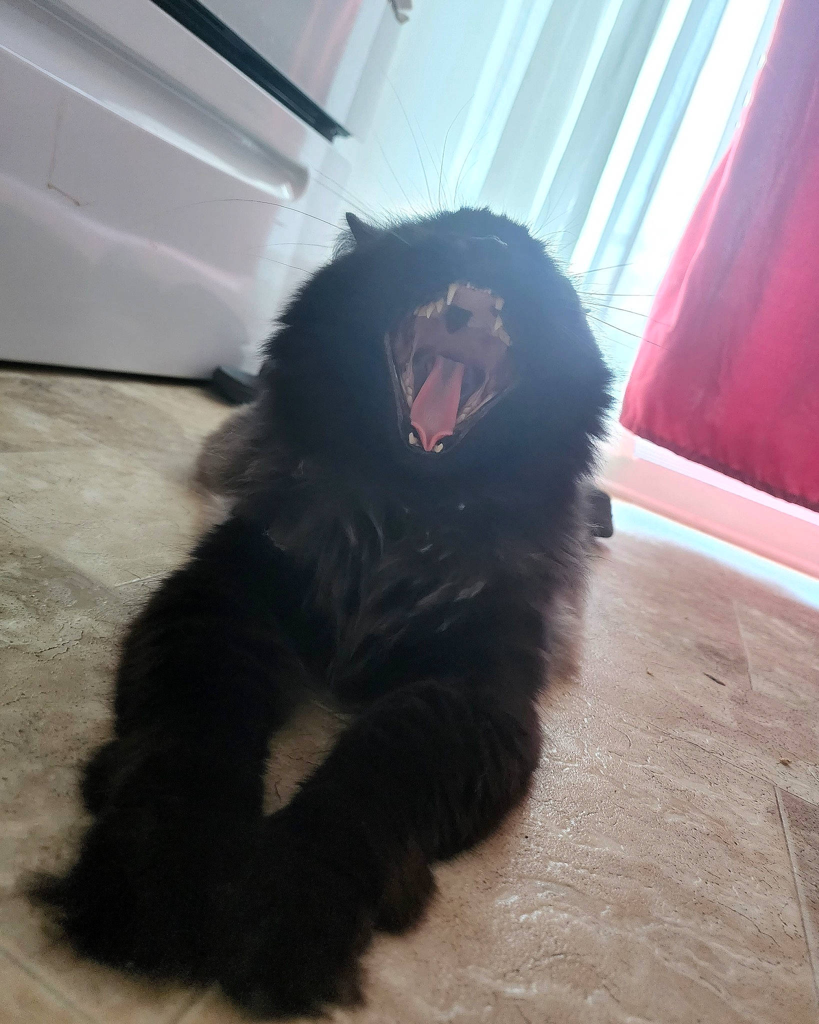 Luna participe au concours pour gagner de l'argent avec cette photo : carnivore, companion_dog, dog, dog_breed, flooring, fur, hardwood, paw, small_terrier, sporting_group, tail, terrier, toy_dog