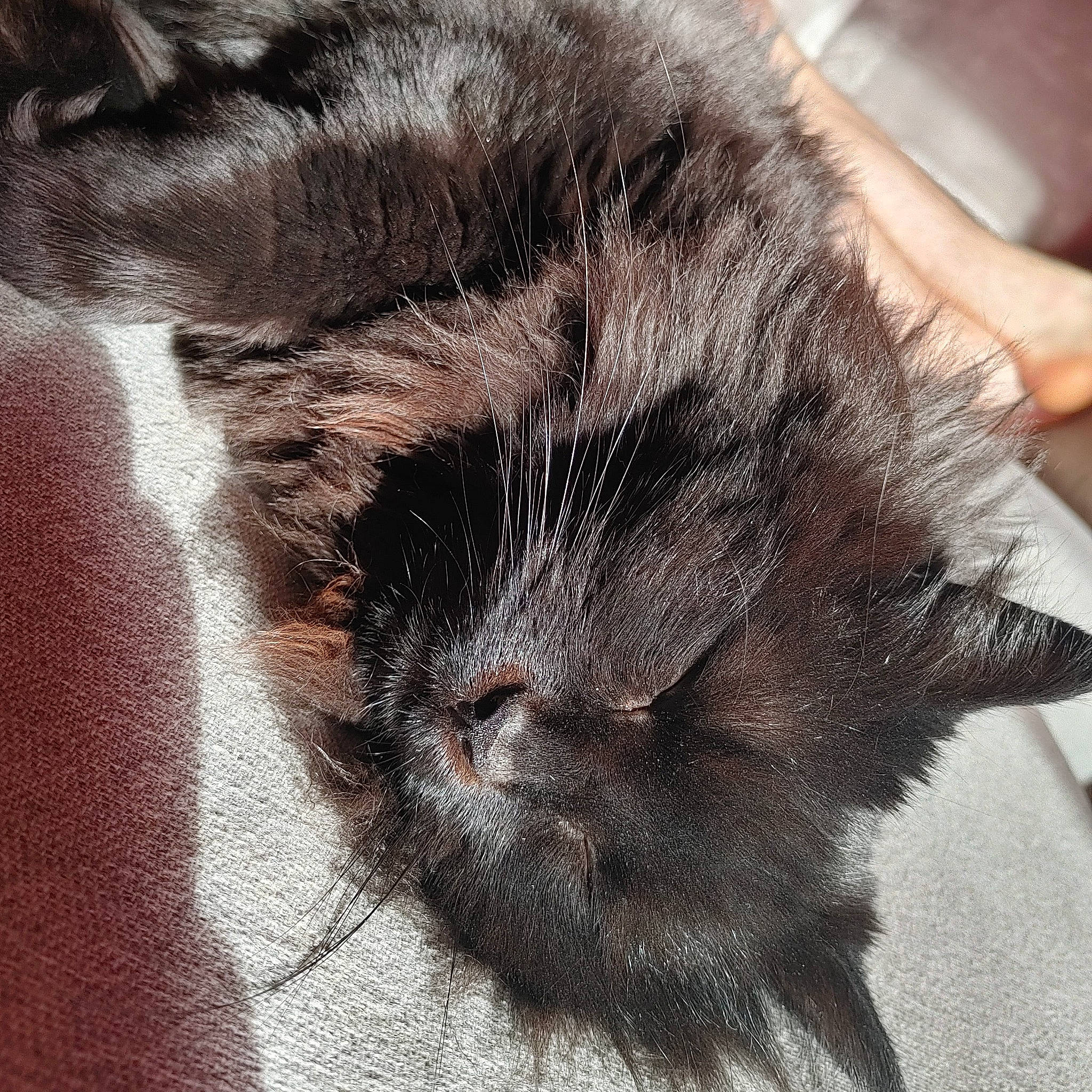 Luna participe au concours pour gagner de l'argent avec cette photo : black_cat, carnivore, cat, claw, close_up, comfort, domestic_short_haired_cat, felidae, fur, nap, paw, small_to_medium_sized_cats, snout, tail, terrestrial_animal, whiskers