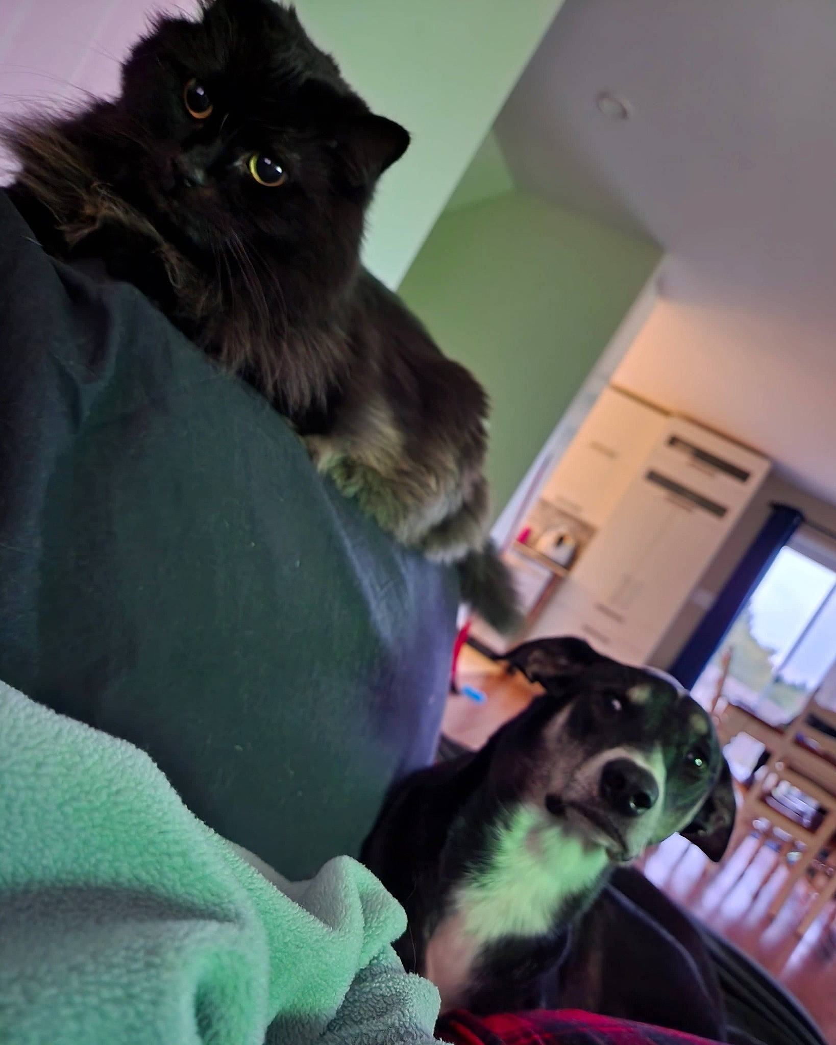 Luna participe au concours pour gagner de l'argent avec cette photo : audio_equipment, black_cat, carnivore, cat, comfort, companion_dog, domestic_short_haired_cat, ear, felidae, fur, gadget, grey, mammal, room, sitting, small_to_medium_sized_cats, snout, tail, vertebrate, whiskers