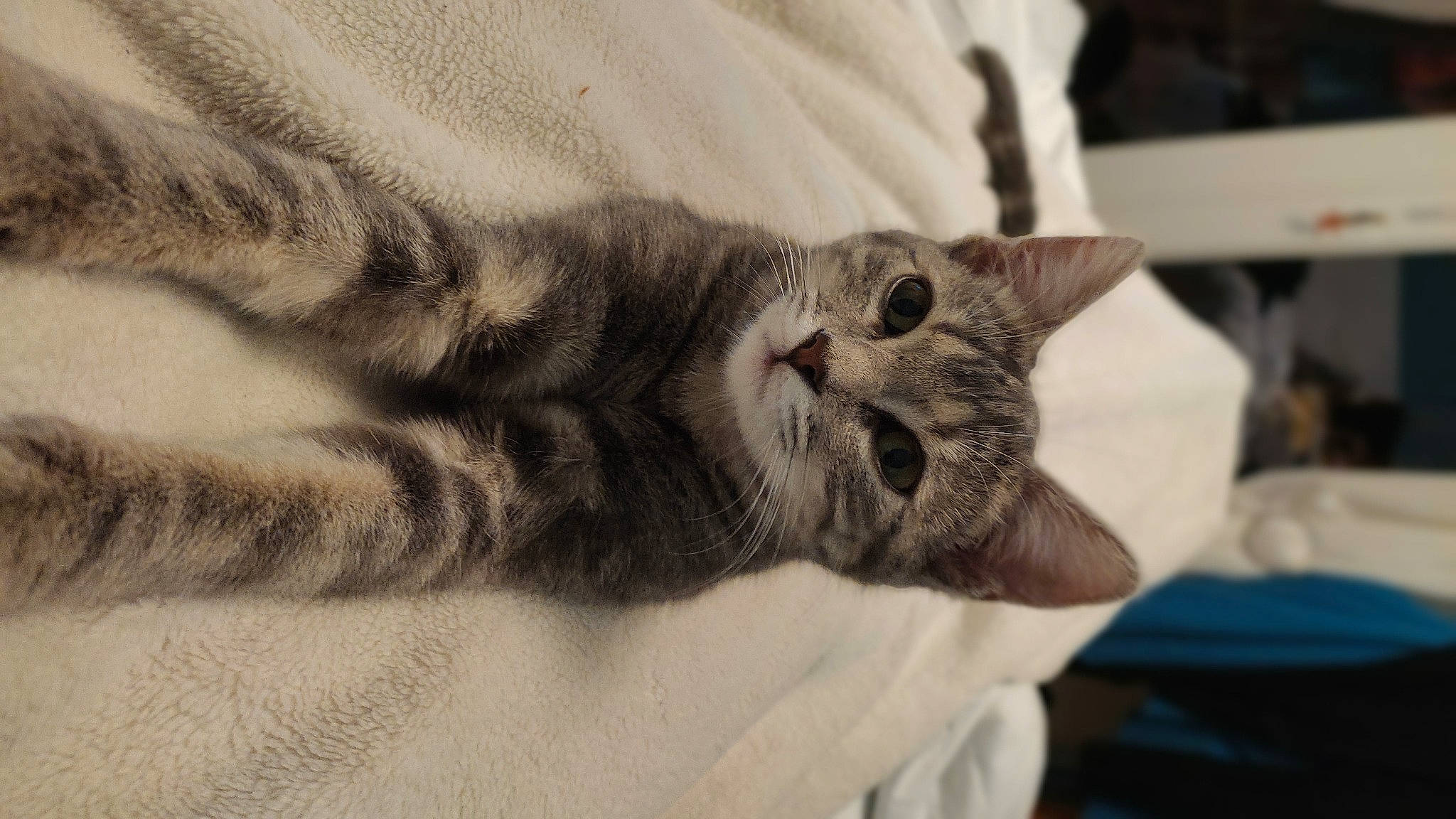 Swinny participe au concours pour gagner de l'argent avec cette photo : carnivore, cat, claw, close_up, comfort, domestic_short_haired_cat, ear, felidae, fur, grey, mammal, nap, paw, sleep, small_to_medium_sized_cats, snout, tail, terrestrial_animal, whiskers, wrinkle