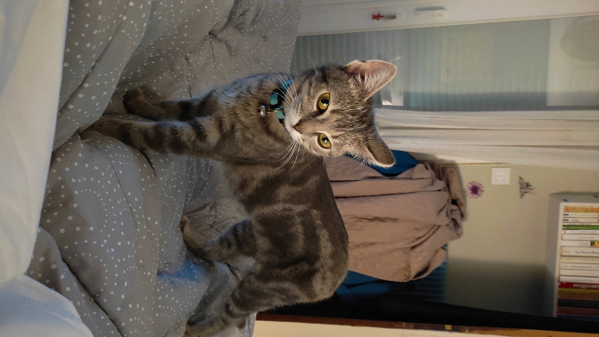 Swinny participe au concours pour gagner de l'argent avec cette photo : bed, carnivore, cat, claw, comfort, domestic_short_haired_cat, eye, felidae, fur, gesture, head, paw, room, small_to_medium_sized_cats, snout, tail, whiskers