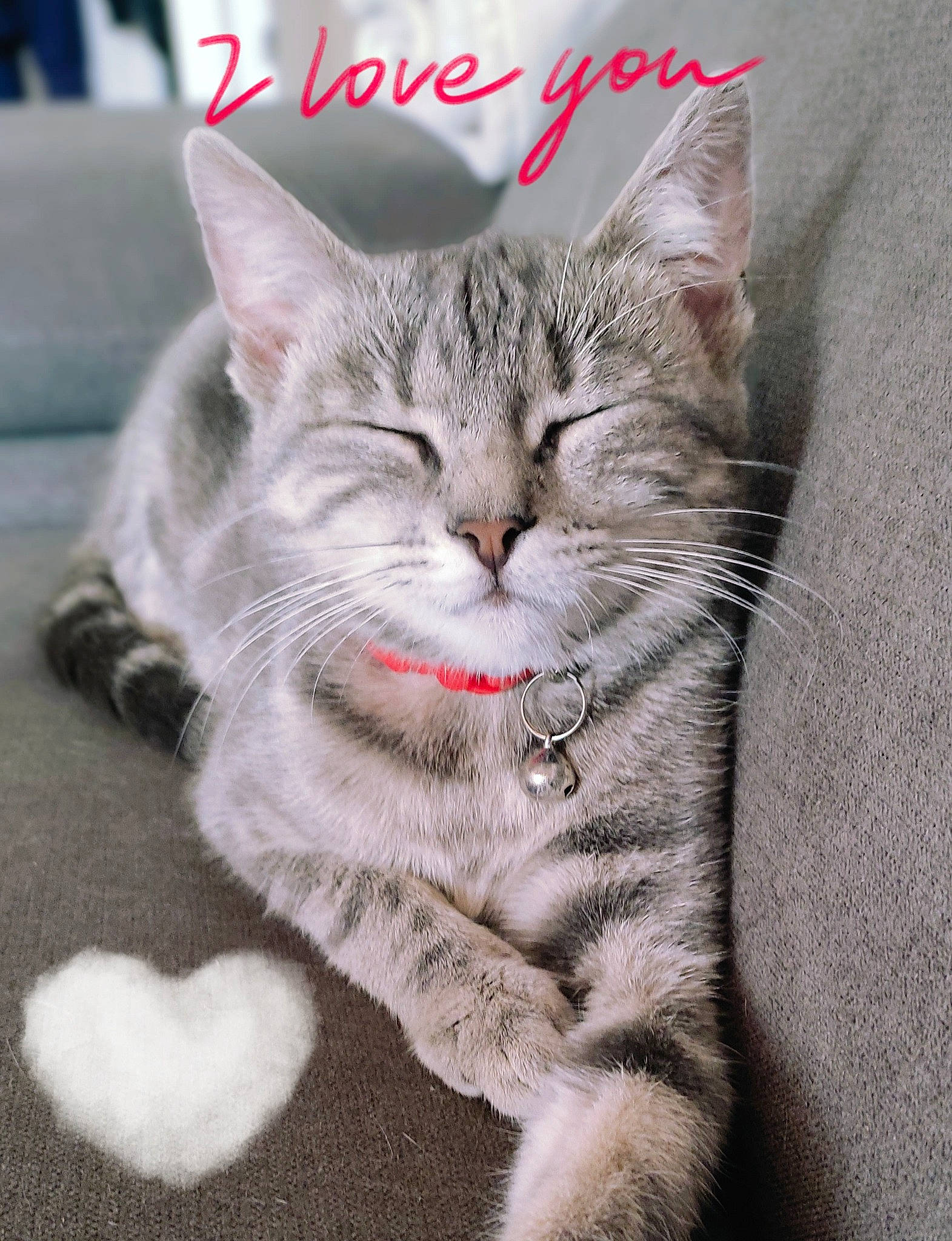 Swinny participe au concours pour gagner de l'argent avec cette photo : carnivore, cat, claw, domestic_short_haired_cat, felidae, font, fur, grey, paw, photo_caption, small_to_medium_sized_cats, snout, tail, whiskers, window