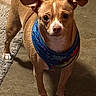 dog, small_dog, brown_dog, bandana, pet, animal, indoor, floor, rug, ears, eyes, standing, looking, curious, alert, canine, domestic_animal, face, paws, colorful