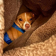 Owen is registered to the contest to win money with this photo: dog, small_dog, brown_dog, blue_harness, blanket, brown_blanket, cozy, snug, pet, animal, fur, warm, indoor, cute, looking, face, canine, resting, comfort, nestled