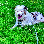Echo is registered to the contest to win money with this photo: dog, grass, flower, daisy, outdoor, pet, canine, nature, greenery, animal, collar, leash, lying_down, sunlight, happy, tongue_out, white_fur, brown_spots, spring, field