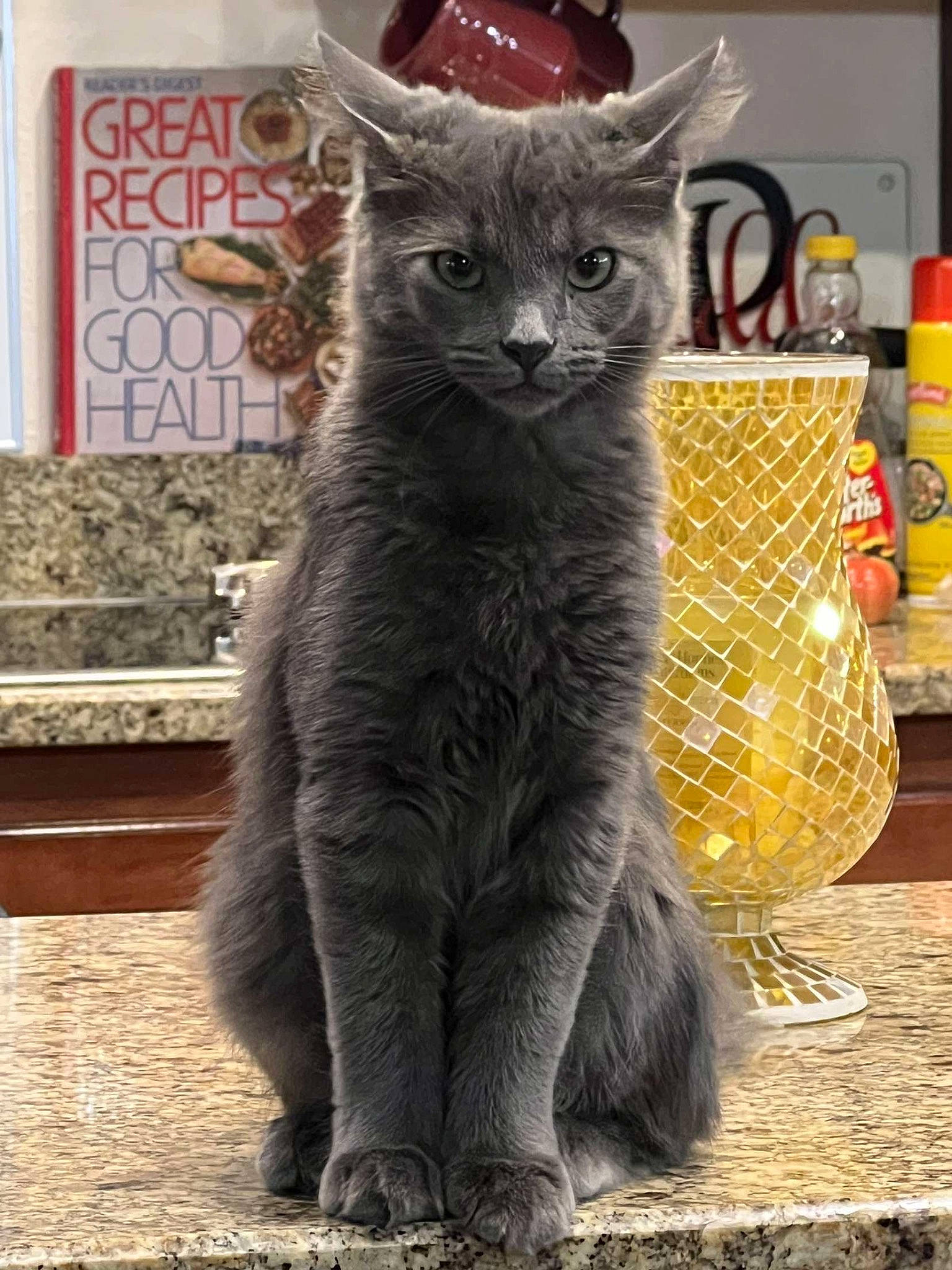 Ash is registered to the contest to win money with this photo: carnivore, cat, claw, domestic_short_haired_cat, event, felidae, fur, grey, russian_blue, small_to_medium_sized_cats, snout, tail, terrestrial_animal, whiskers, window