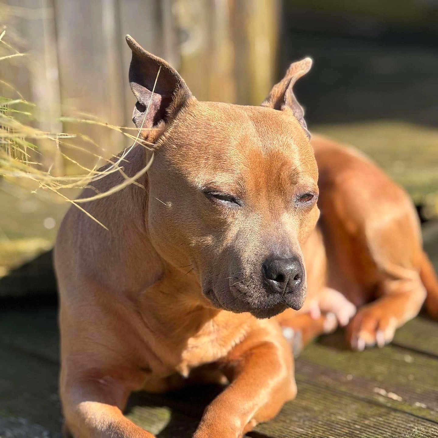 Mya a rejoint le concours — aidez-le/la à gagner de superbes lots ! animal, ball, boxer, bulldog, canine, dog, football, frenchbulldog, hardwood, hound, pet, pitbull, puppy, snout, soccer, soccerball, sport, stainedwood, whitedog, wood