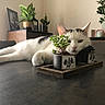 cat, white_cat, black_patches, indoor, table, potted_plants, succulent, wooden_tray, relaxed, resting, face, plant_pot, green_plants, home_interior, photo_frame, decor, furniture, domestic_cat, laying_down, close_up