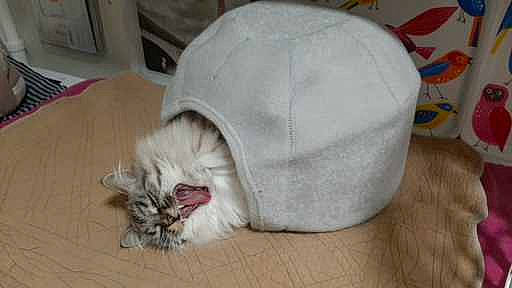 Nalla participe au concours pour gagner de l'argent avec cette photo : carnivore, cat, claw, comfort, domestic_short_haired_cat, fawn, felidae, flooring, fur, grey, hardwood, luggage_and_bags, nap, paw, sleep, small_to_medium_sized_cats, tail, terrestrial_animal, whiskers, wood