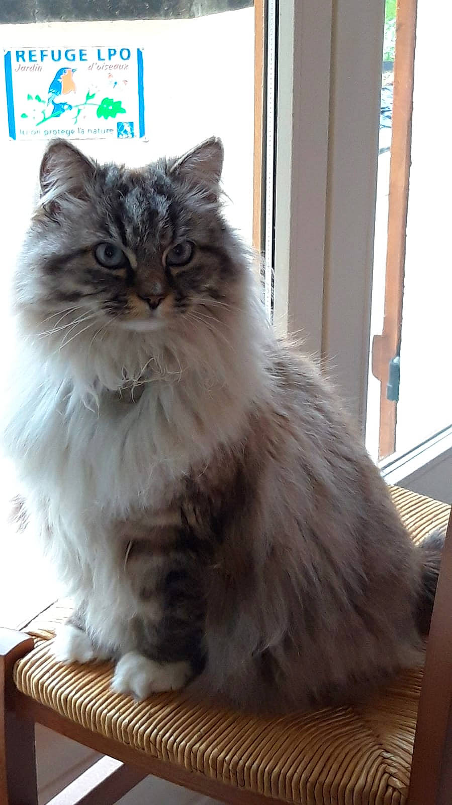 Nalla a rejoint le concours — aidez-le/la à gagner de superbes lots ! british_longhair, carnivore, cat, felidae, fur, hardwood, maine_coon, persian, ragdoll, small_to_medium_sized_cats, snout, terrestrial_animal, whiskers, window, wood
